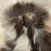 Rare Rabbit Fur / Angora Purse / Backpack